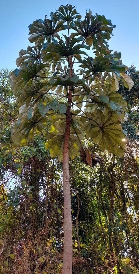Cecropia pachystachya 5
