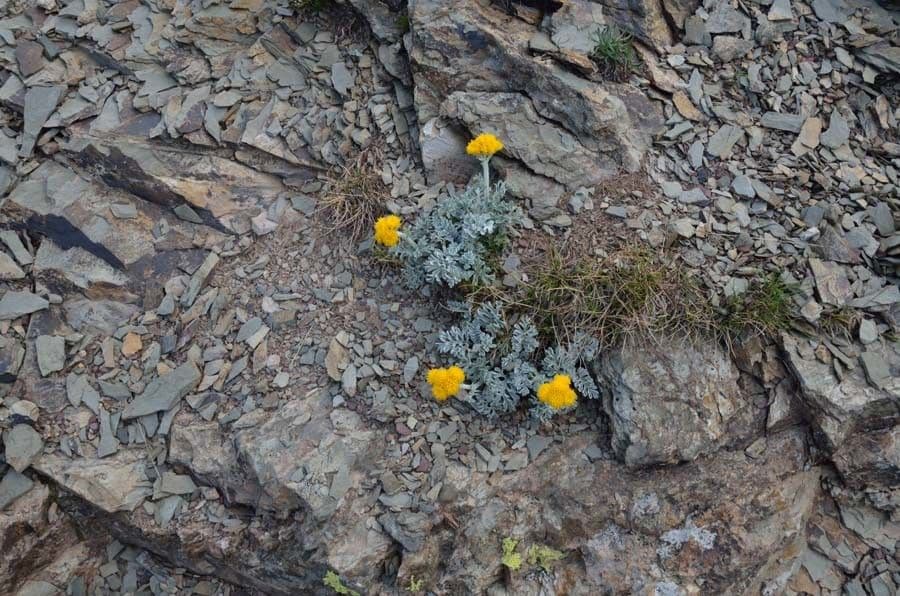 Senecione 5