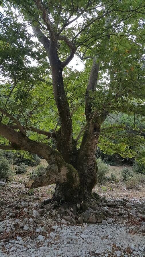 Platanus orientalis 28