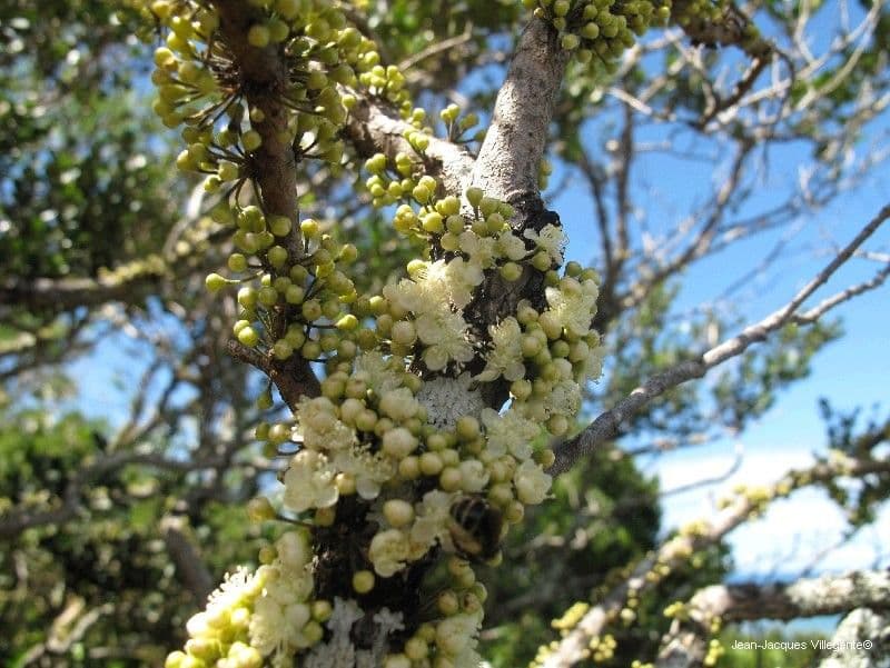 Eugenia 2