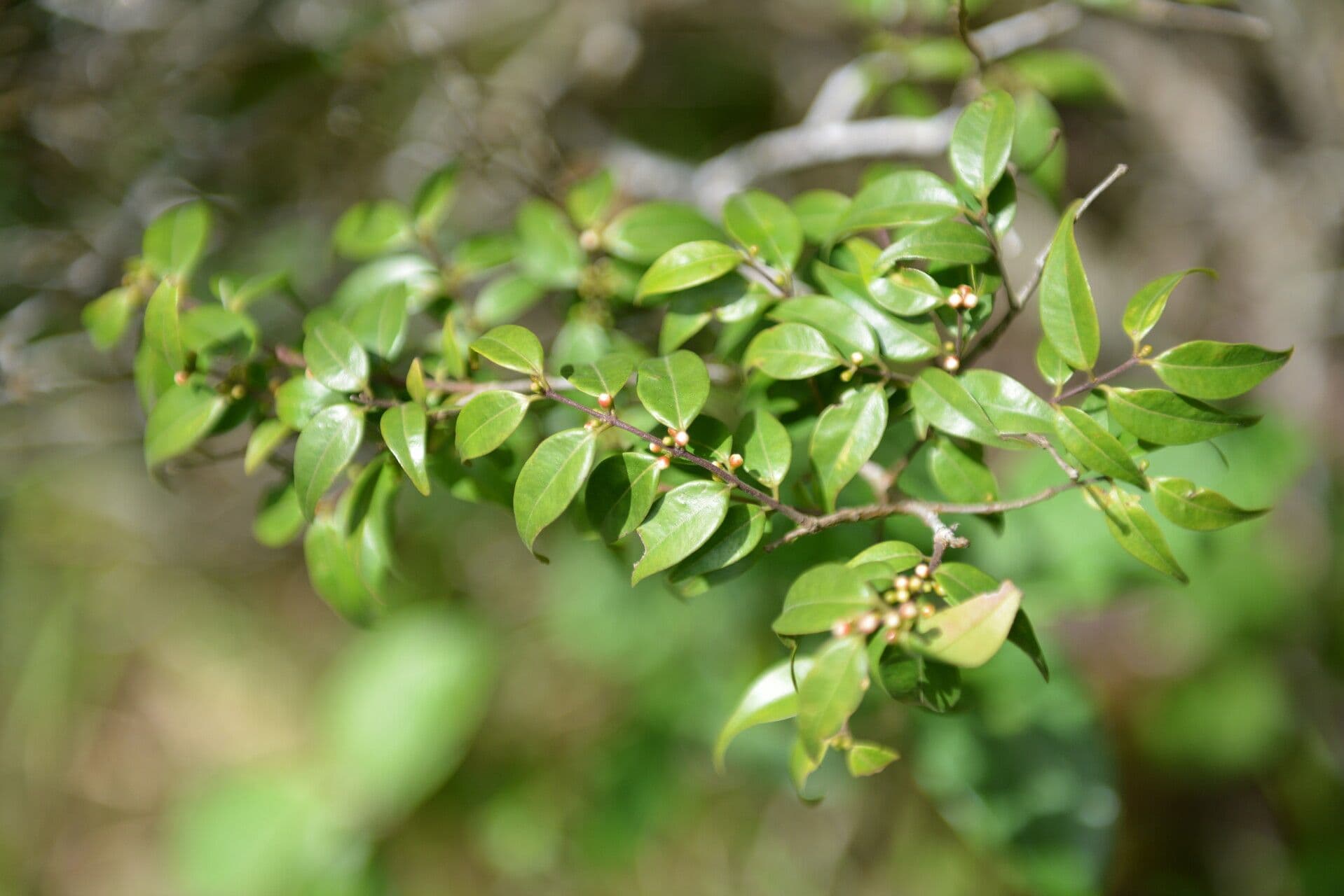 Guayaba de olor 3