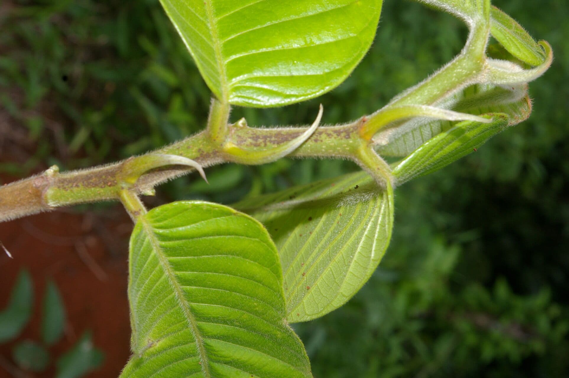 Perebea guianensis 6