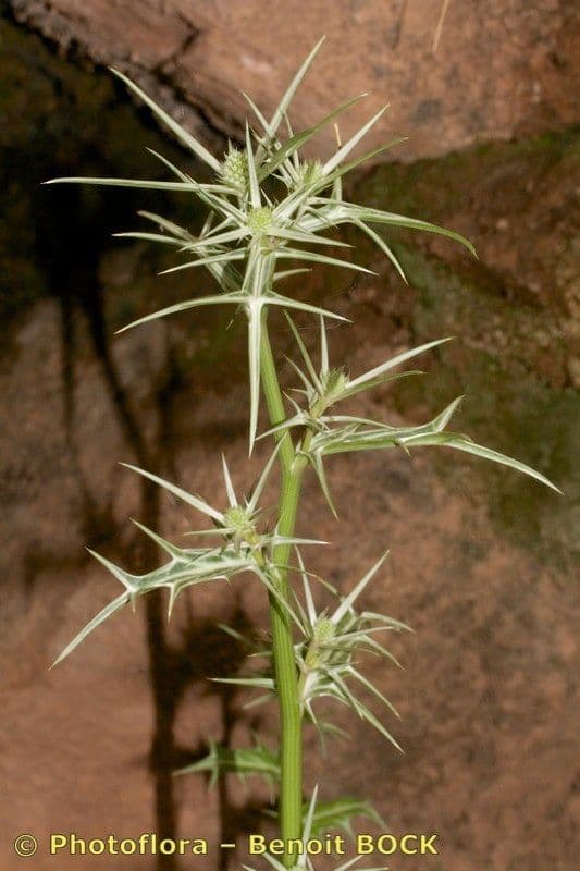 Panicaut 14