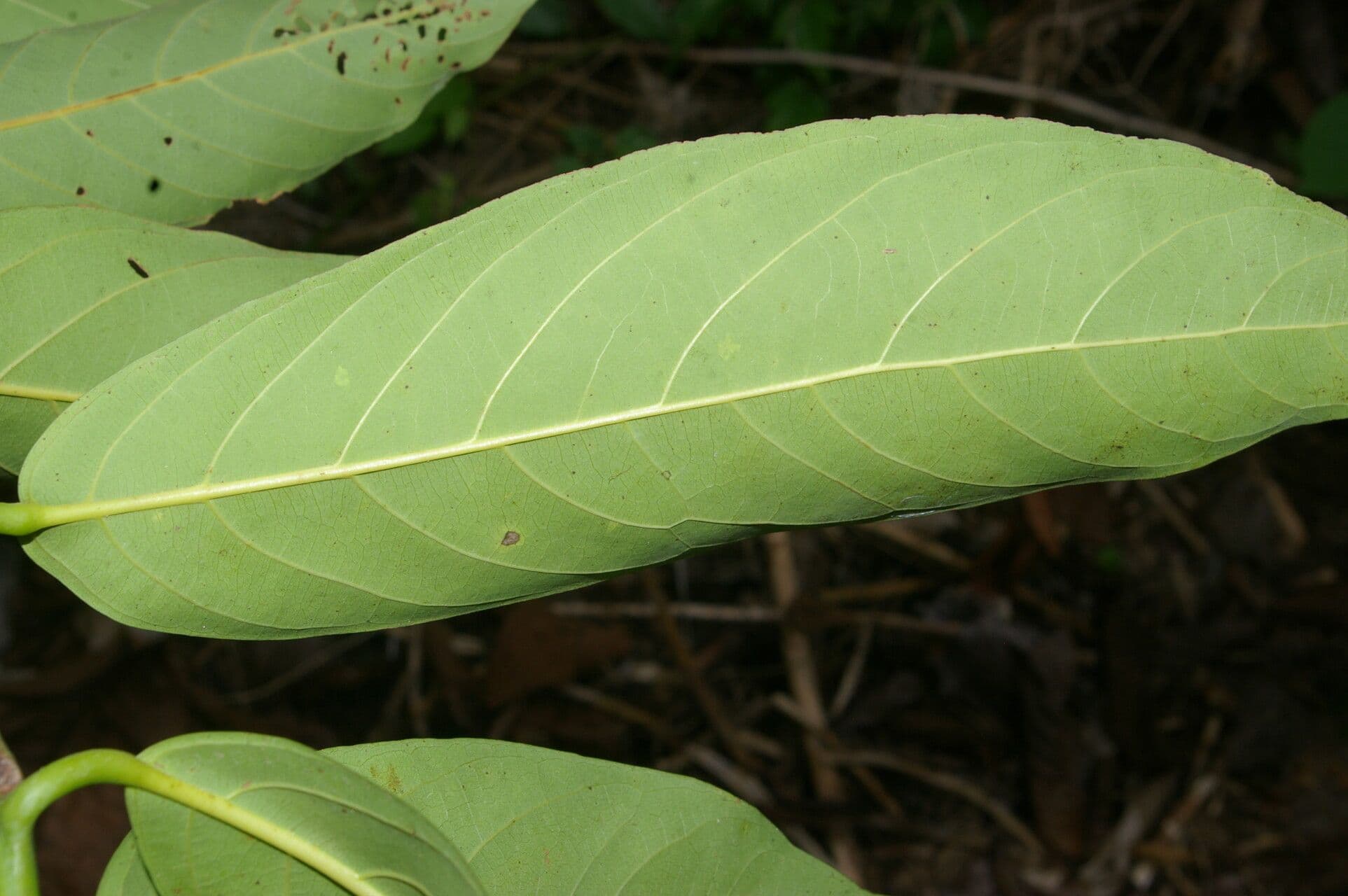 Nectandra 2