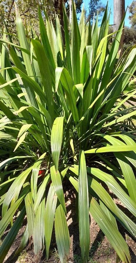 Doryanthes 9