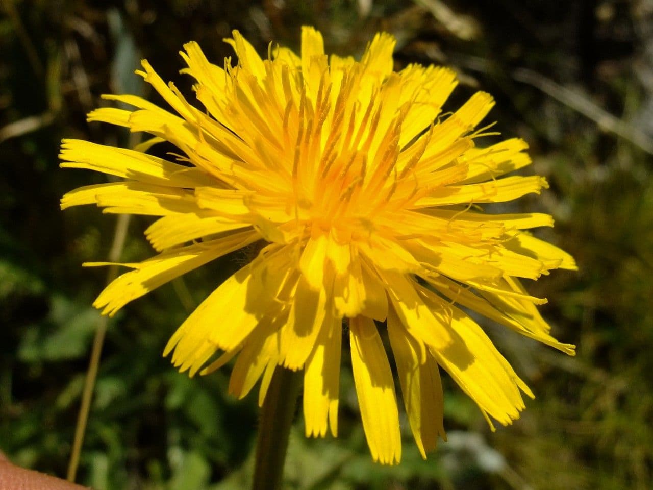 Crepis conyzifolia 7