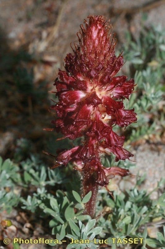 Orobanche sanguigna 8