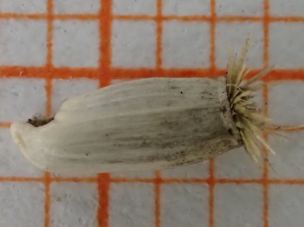 Centaurea nervée 30