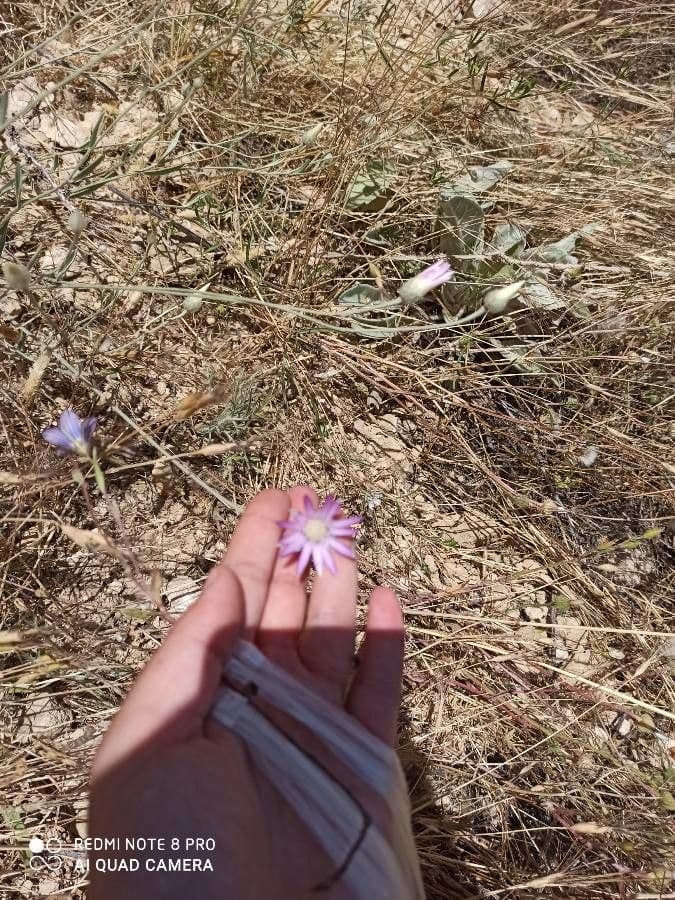 Immortelle annuale 2