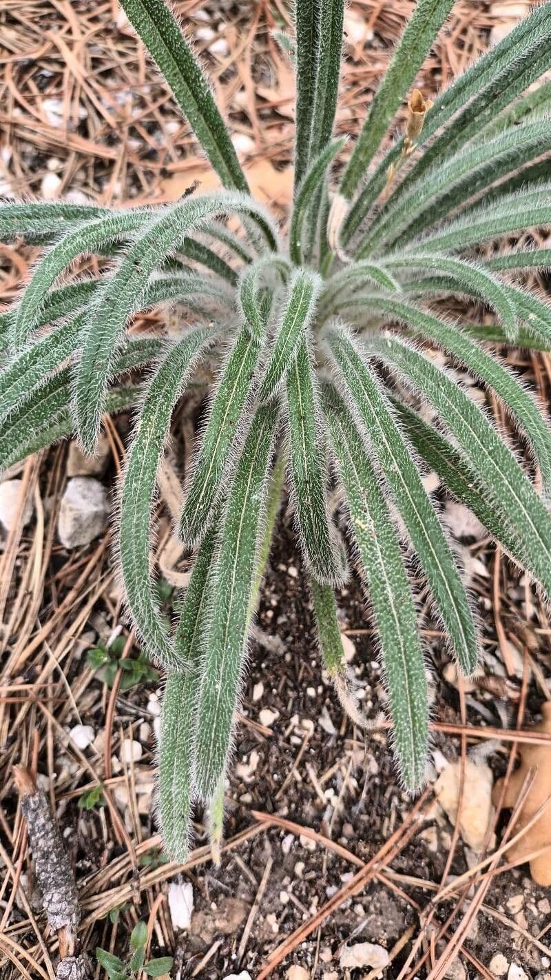 Onosma 16