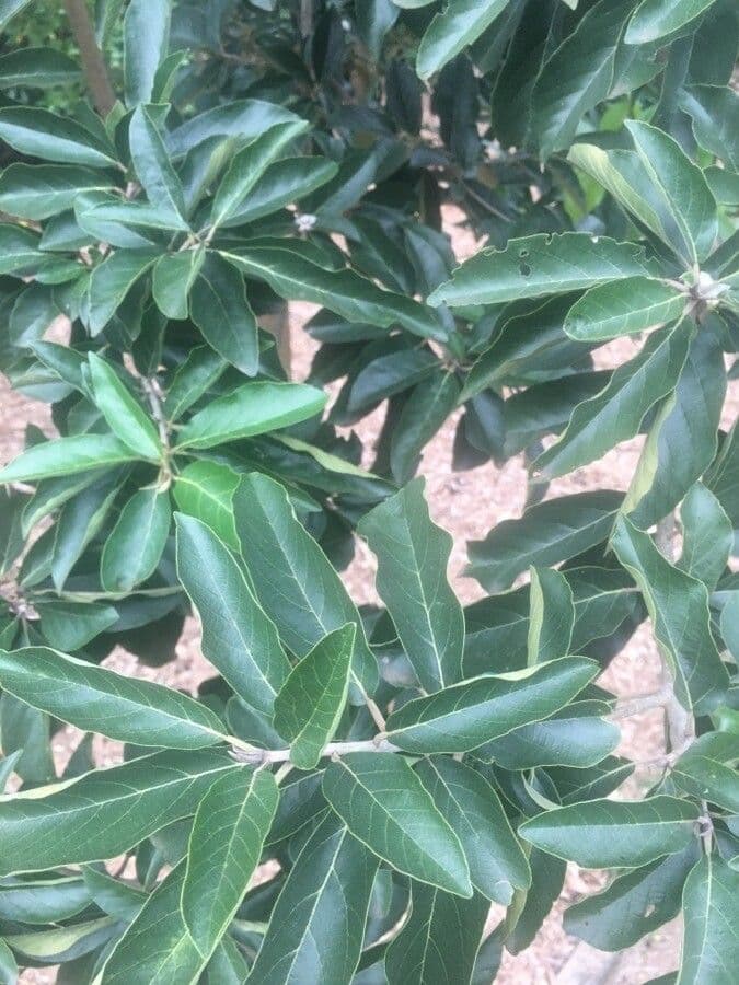 Cordia di Glaziov 10