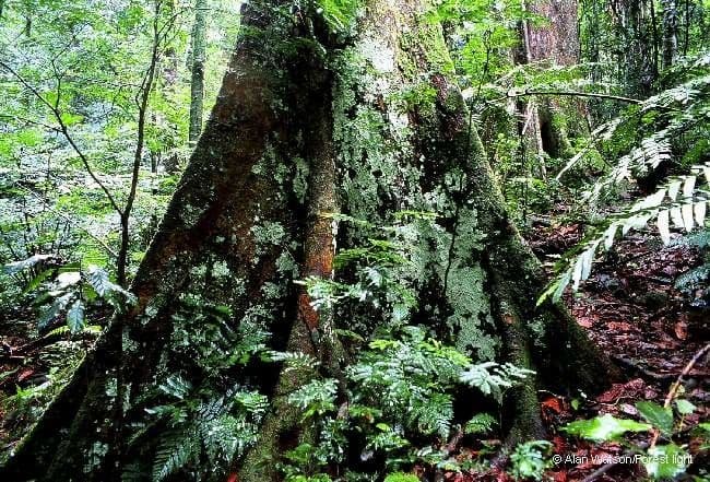 Cryptocarya 4