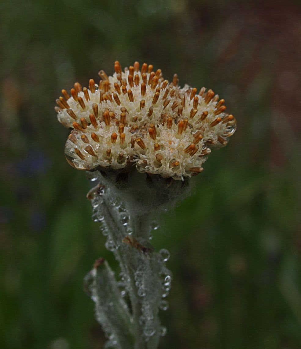 Antennaria lanata