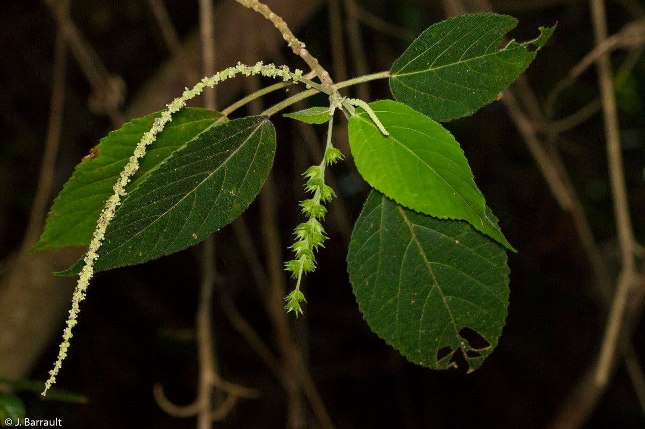 Acalypha 3