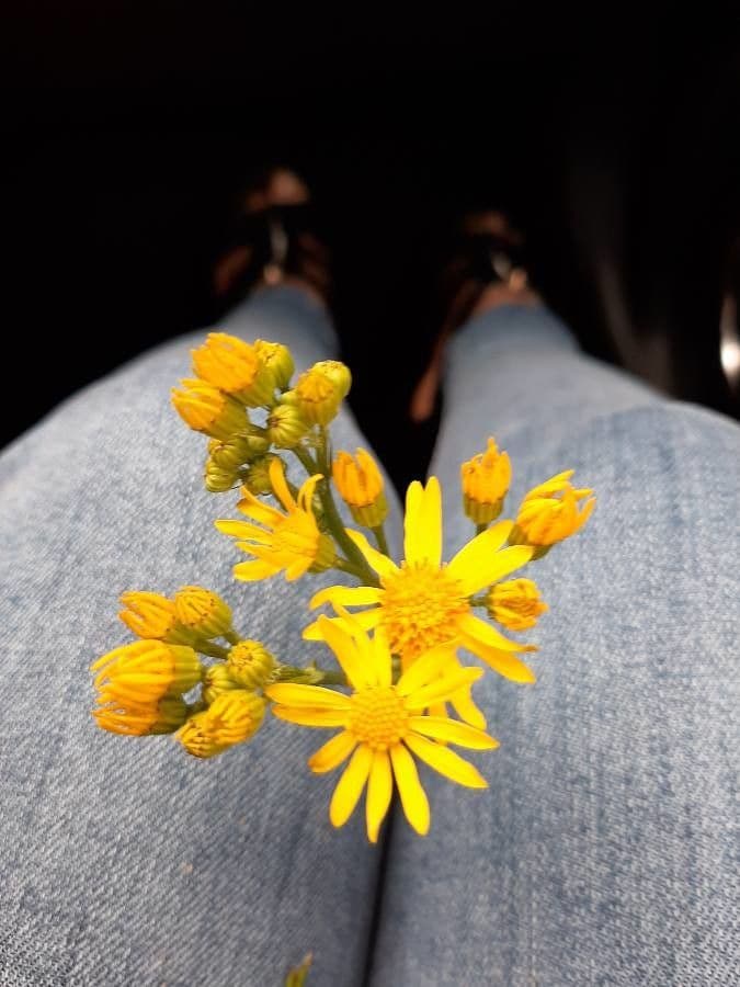 Senecio 16