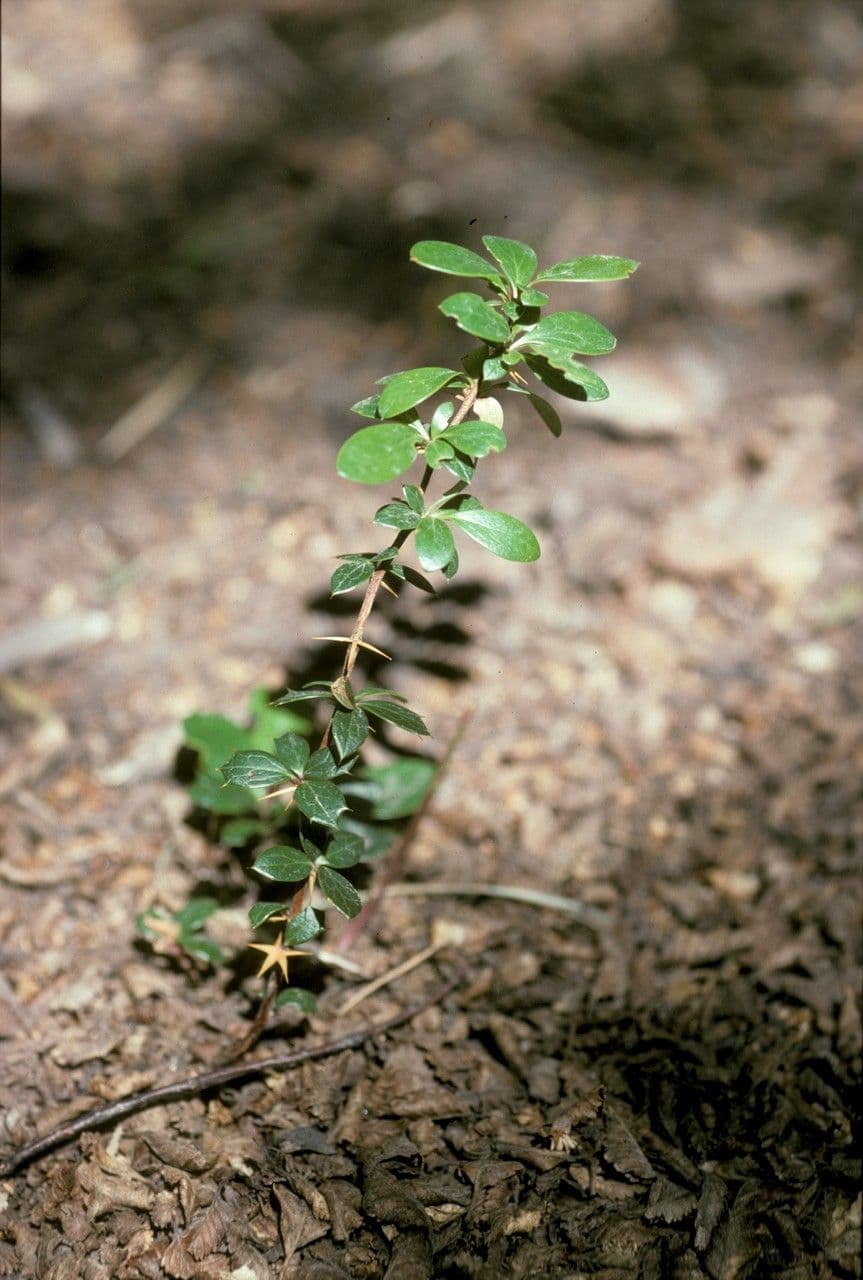 Berberys drobny 20