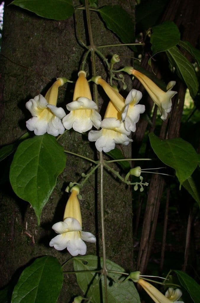 Anemopaegma 19