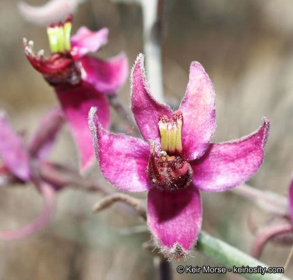 Krameria bicolor 2