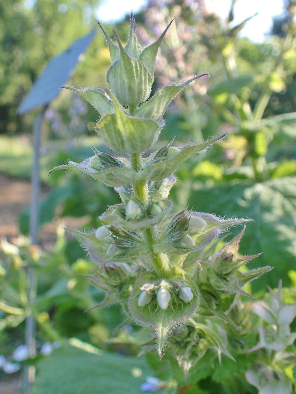 Šalvia muškátová 23