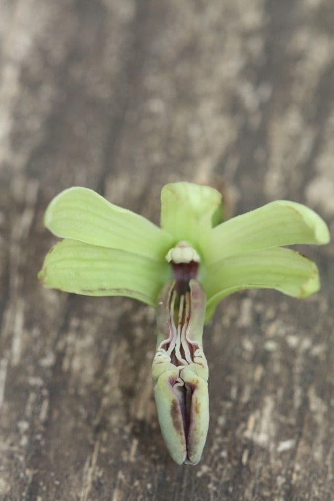 Dendrobium 7