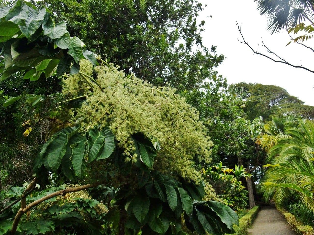 Tetrapanax papyrový 13