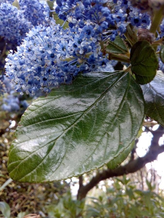 Ceanoto arboreo 17