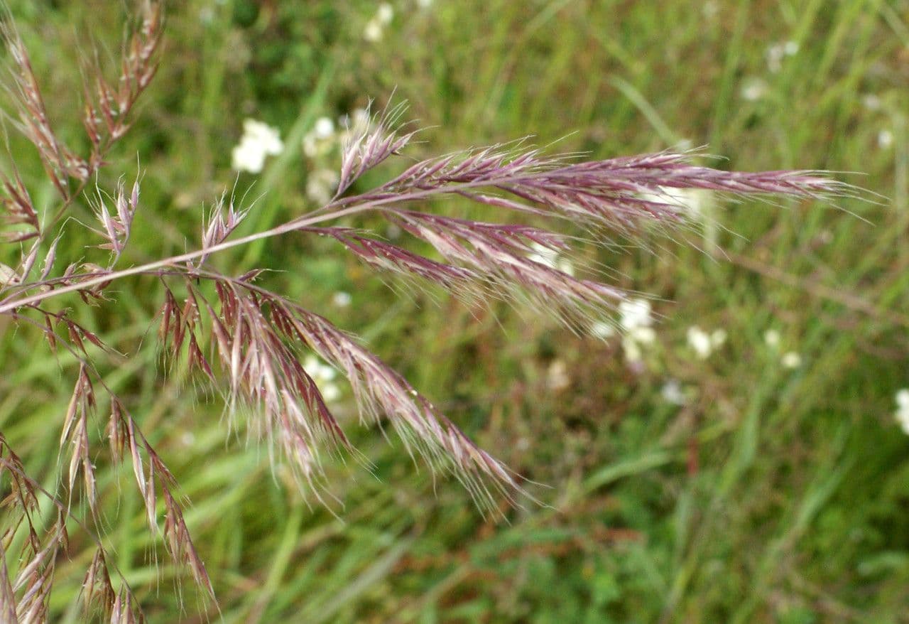 Festuca ligure 7