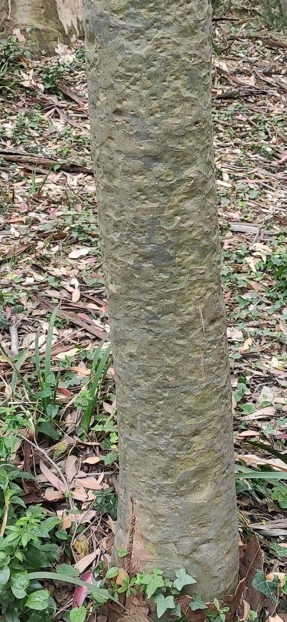 Gefleckte Eukalyptus 4