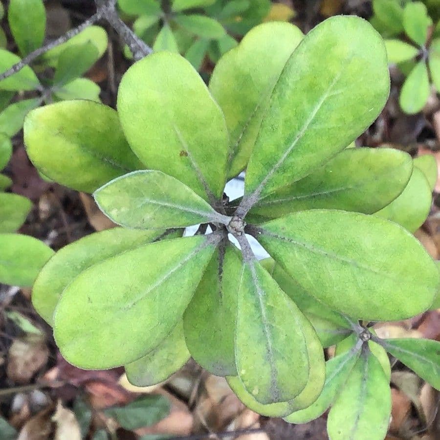 Pittosporum