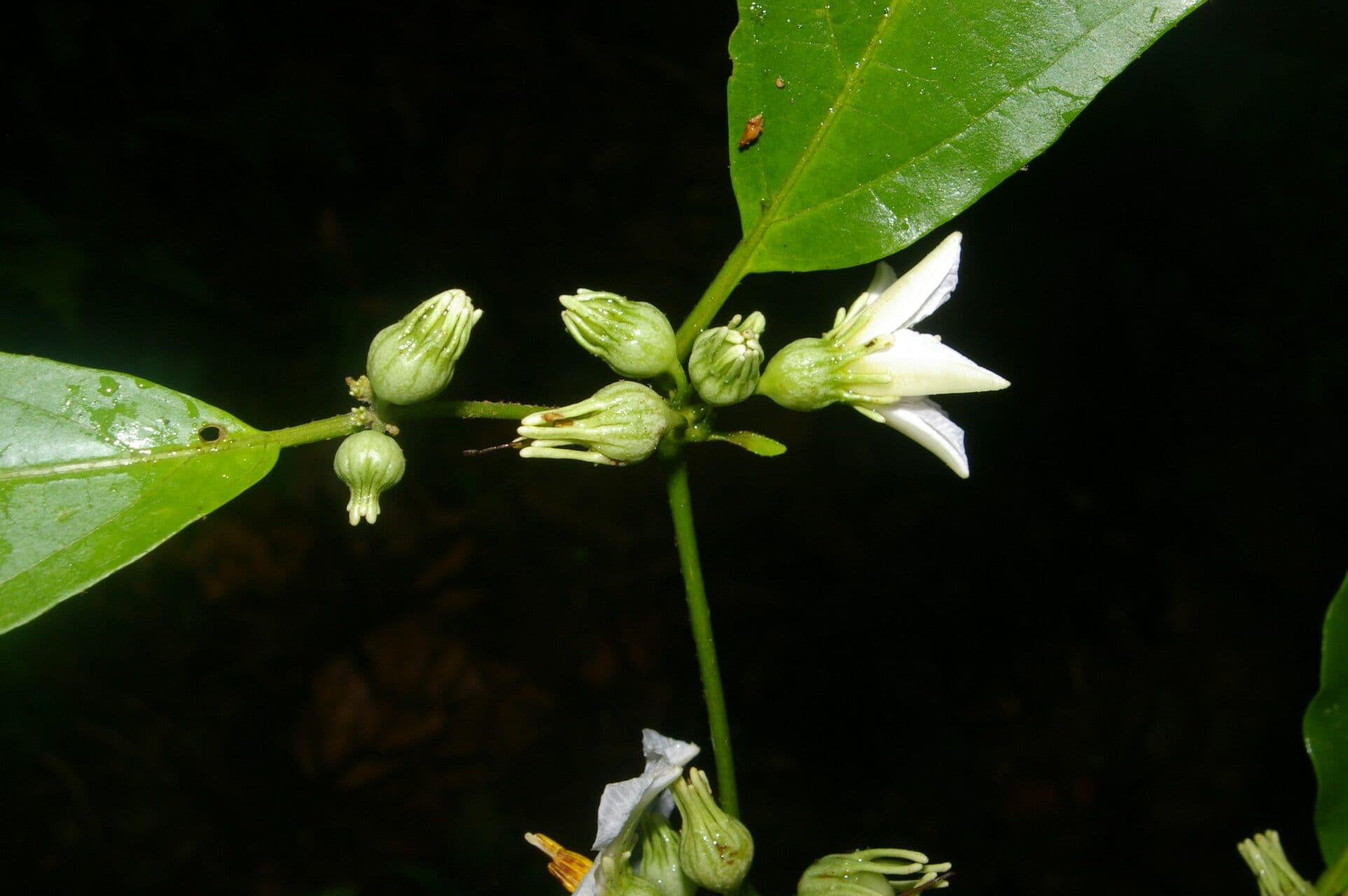 Lycianthes pauciflora 10