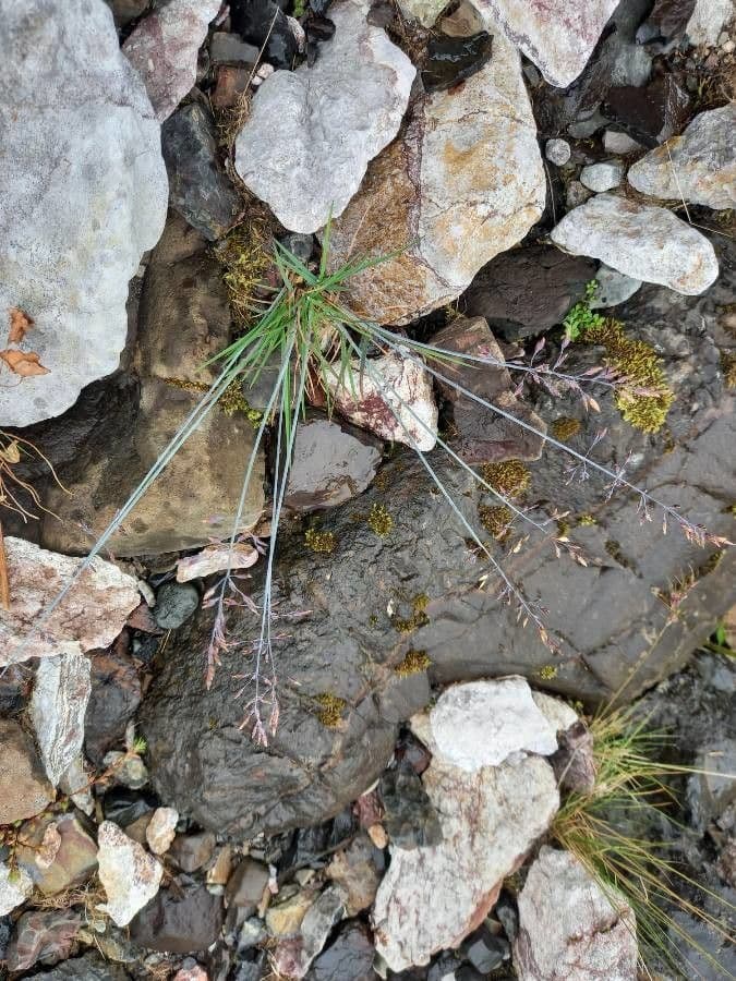 Blaugrüne Grannen-Rispengras 14