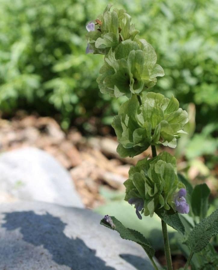Salvia 5