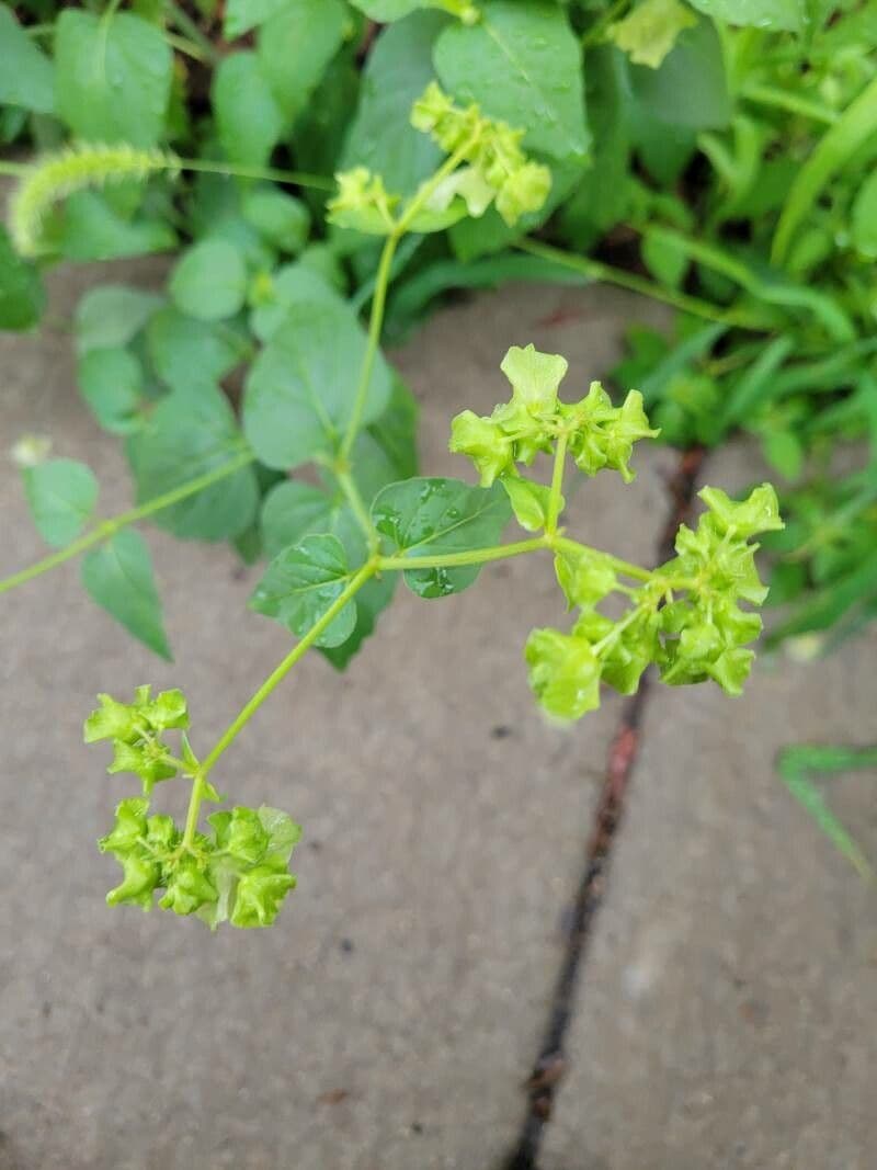Mirabilis gigantea 3
