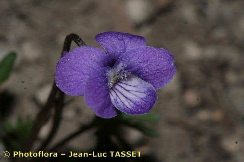 Violette pennée 5