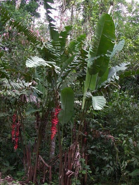 Helikonia brodata 11