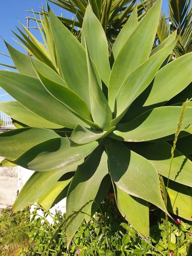 Agave lanuginosa 29