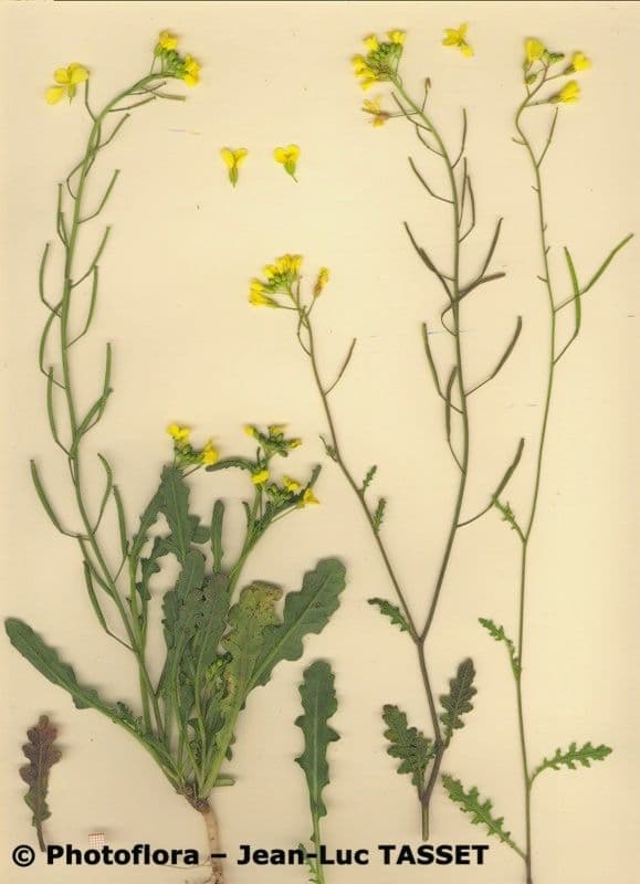 Diplotaxis ilorcitana 4