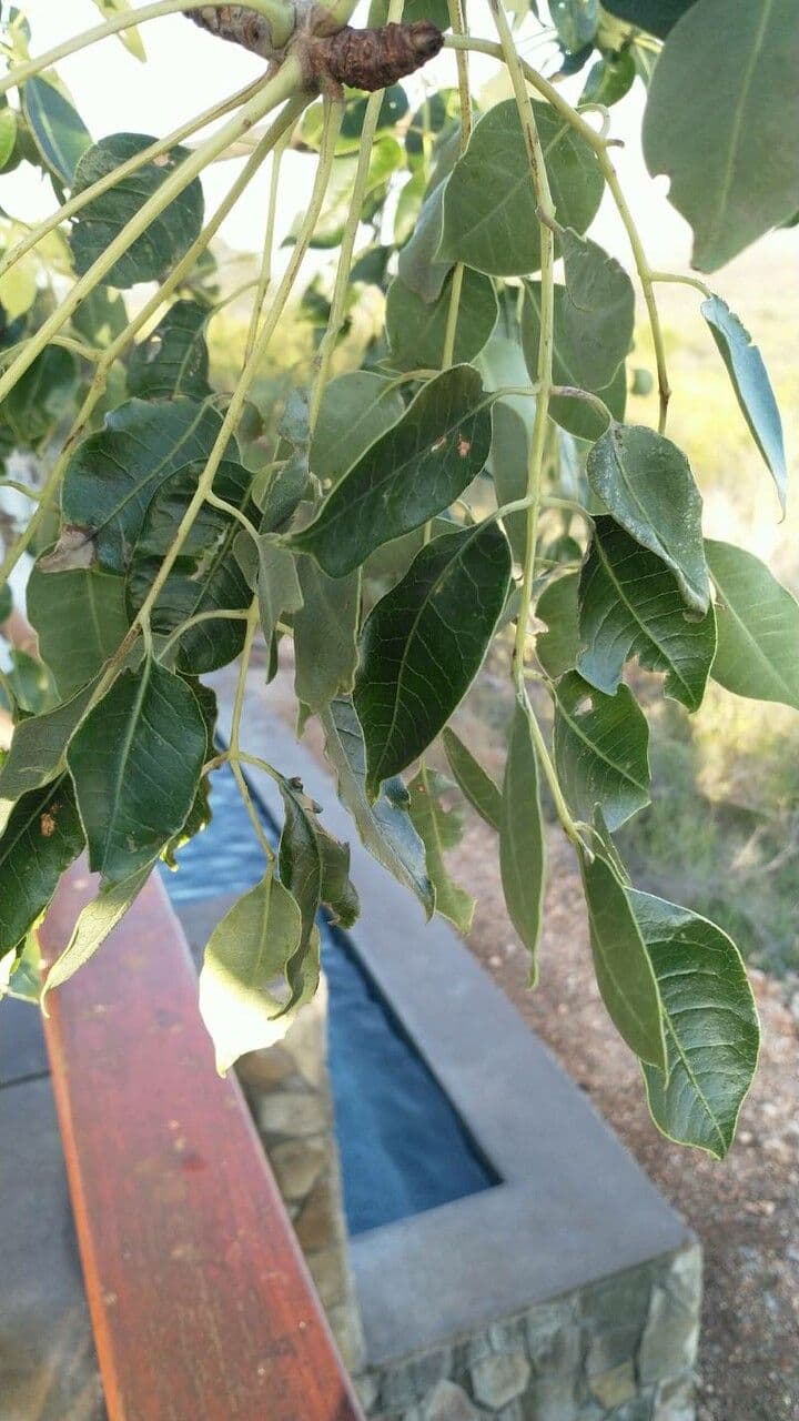 Marula 14