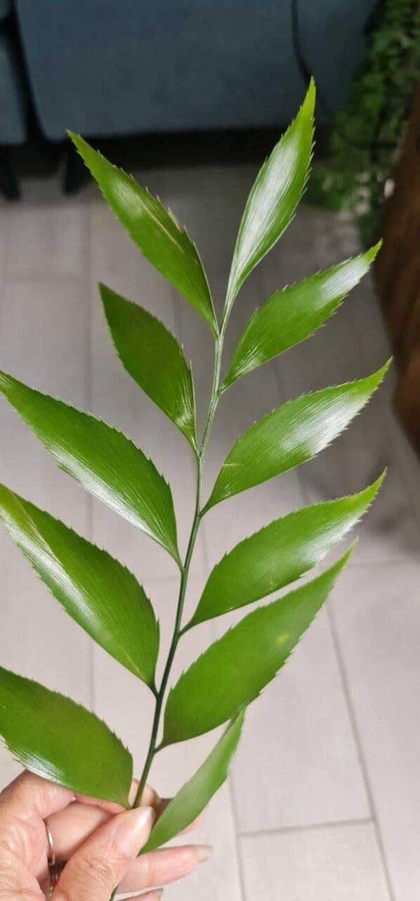 Zamia 6