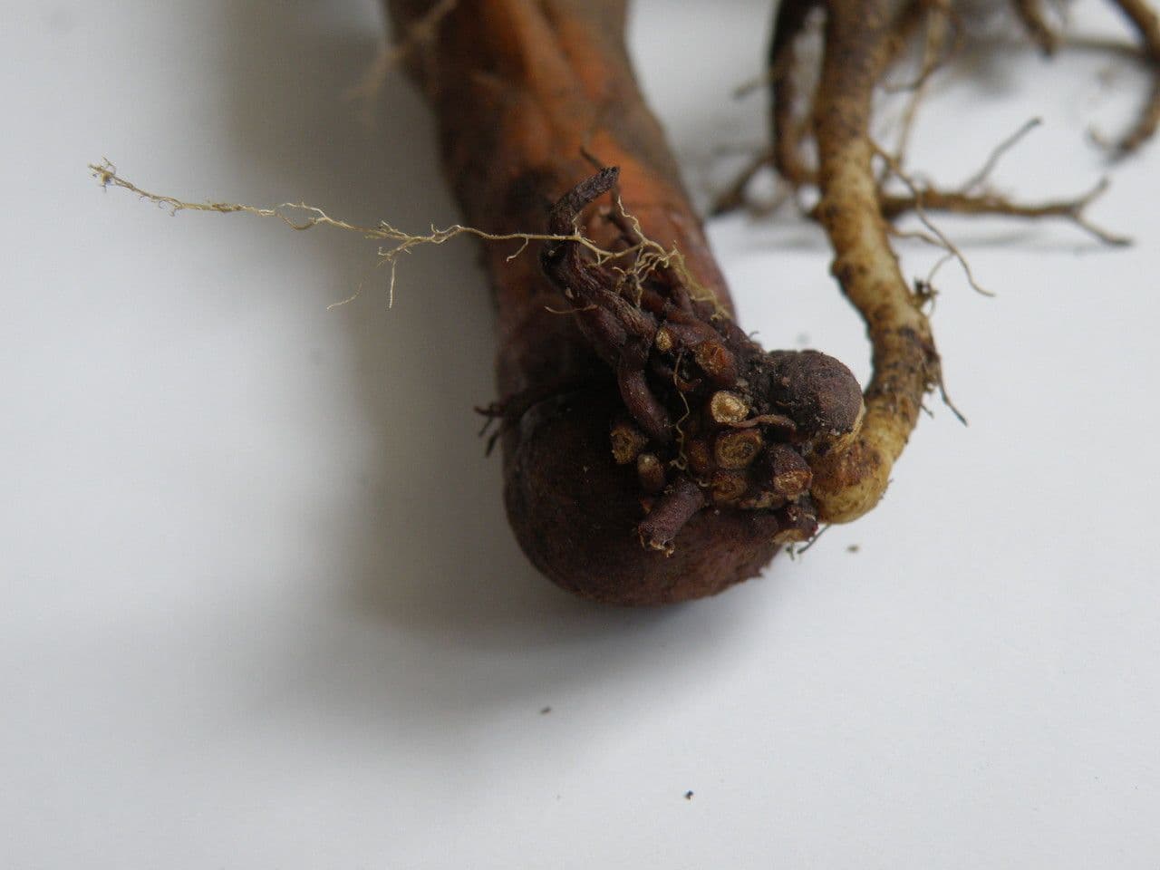Succiamele minore 21