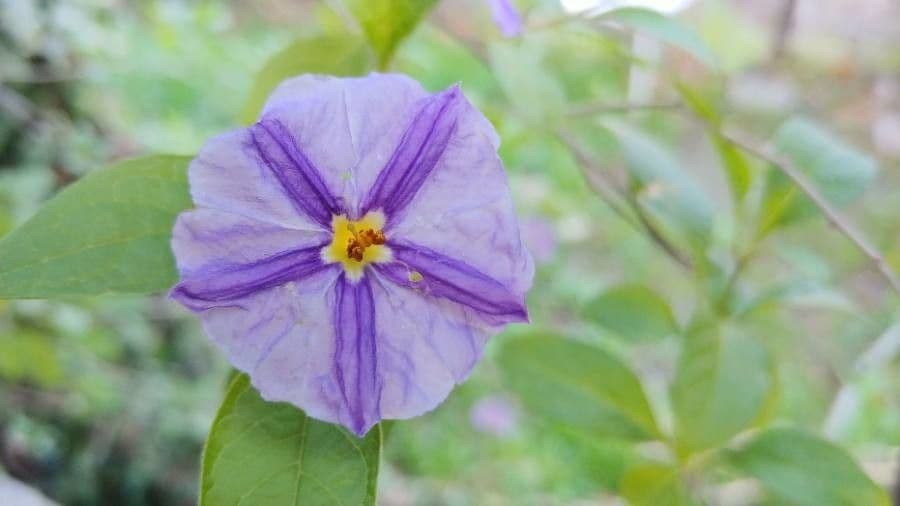Lycianthes 8