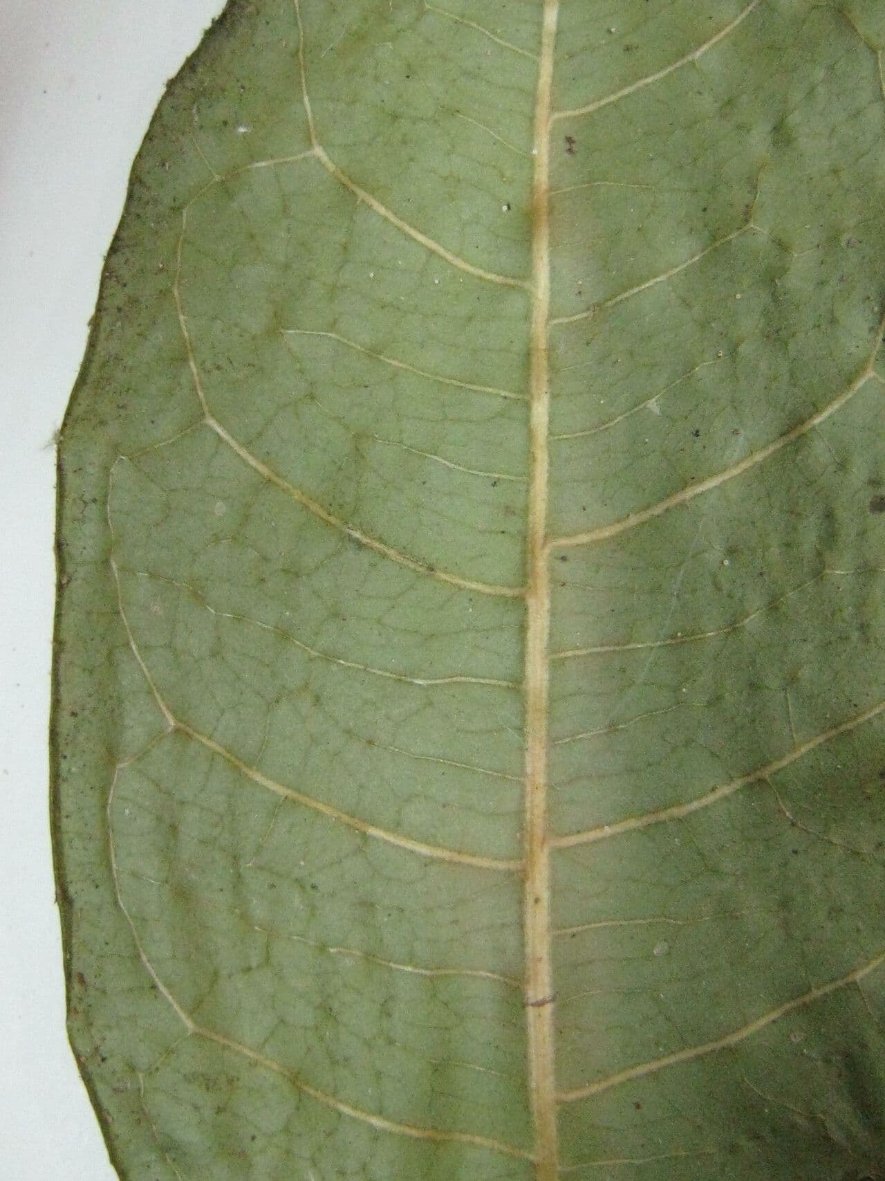 Faramea