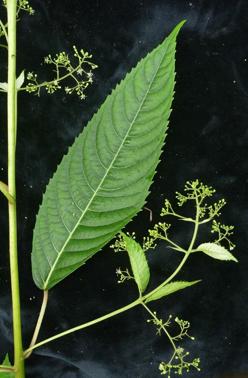 Dobinea 3