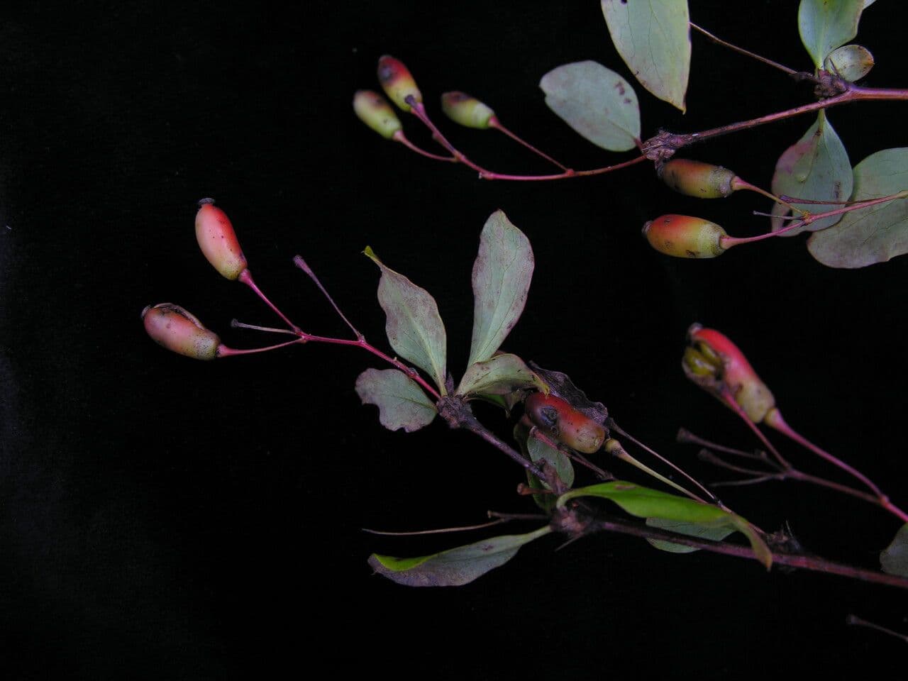 Berberys Thomsona 6