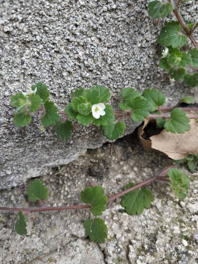 Veronica cymbalaria 8