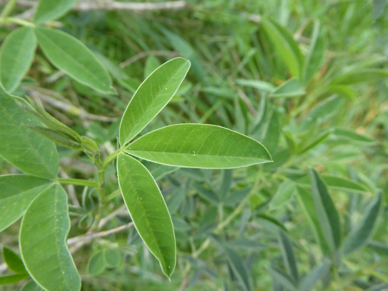 Anagyris fetida 19