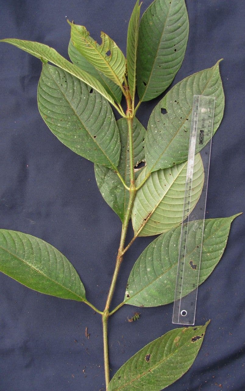 Psychotria 24