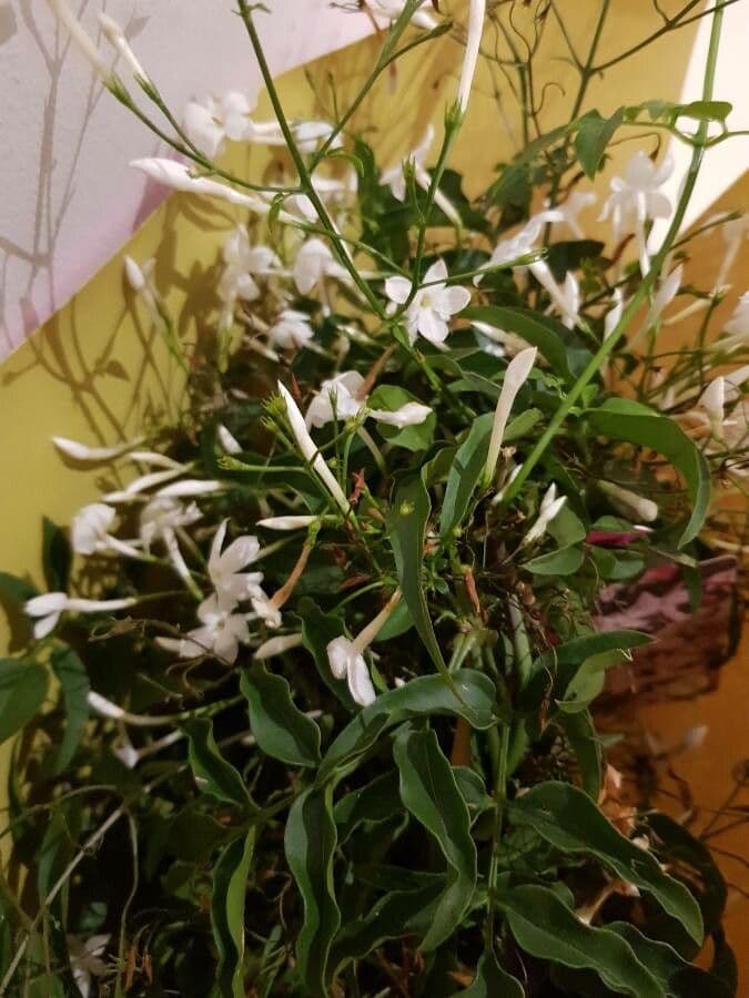 Duftjasmin 4