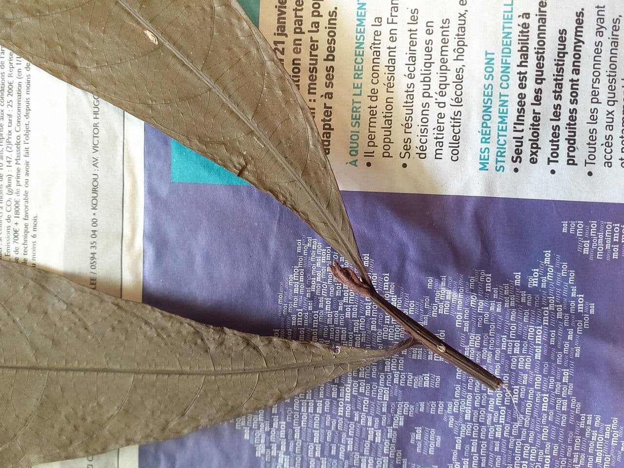Chrysophyllum 3