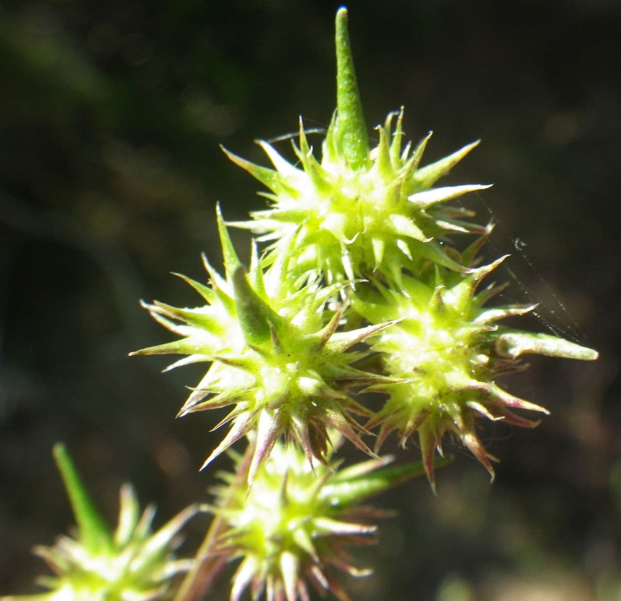 Succowia balearica 3